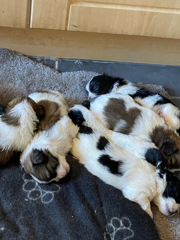 Shih Tzu puppies - Image 5 of 6