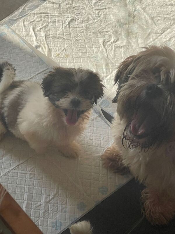 Shih Tzu puppies - Image 6 of 6