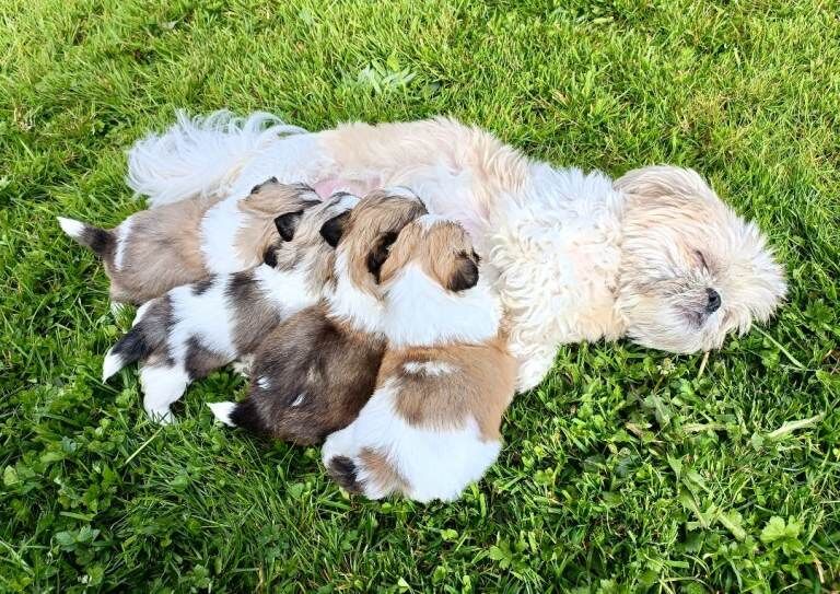Shih Tzu Puppies - Image 2 of 3