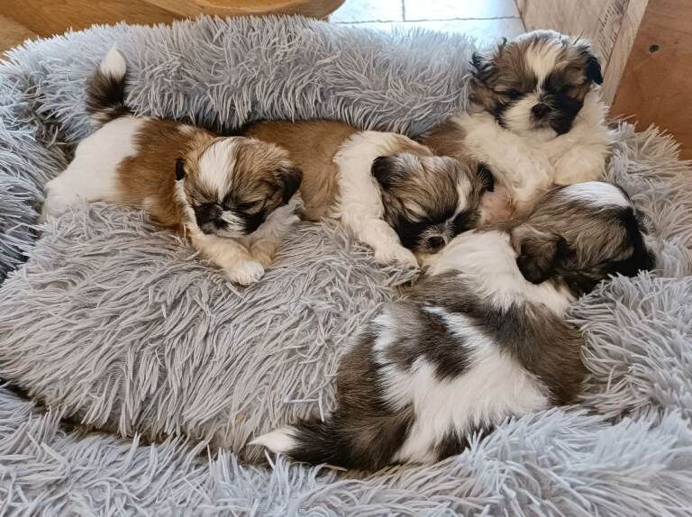 Shih Tzu Puppies - Image 3 of 3