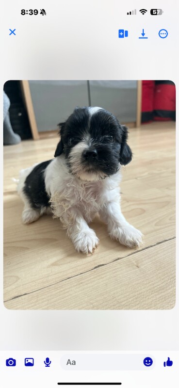 Shih tzu puppies