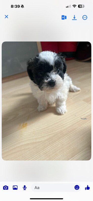Shih tzu puppies - Image 2 of 6