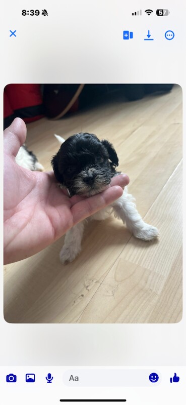 Shih tzu puppies - Image 3 of 6