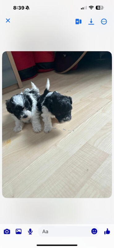 Shih tzu puppies - Image 4 of 6