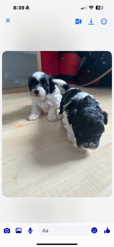 Shih tzu puppies - Image 5 of 6