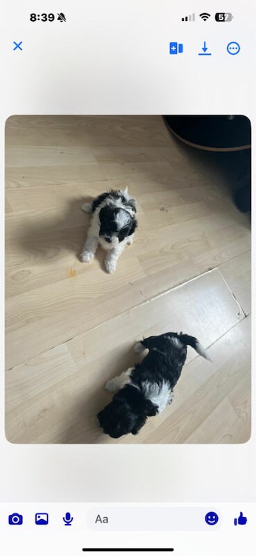 Shih tzu puppies - Image 6 of 6