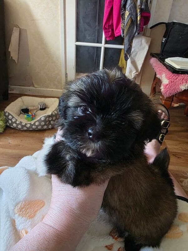 Shih Tzu Puppies
