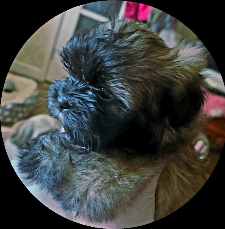 Shih Tzu Puppies - Image 2 of 5