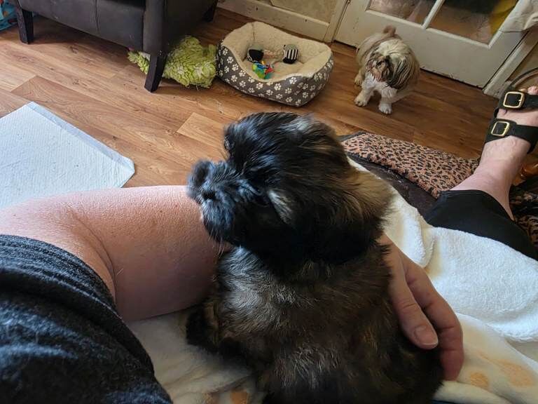 Shih Tzu Puppies - Image 3 of 5