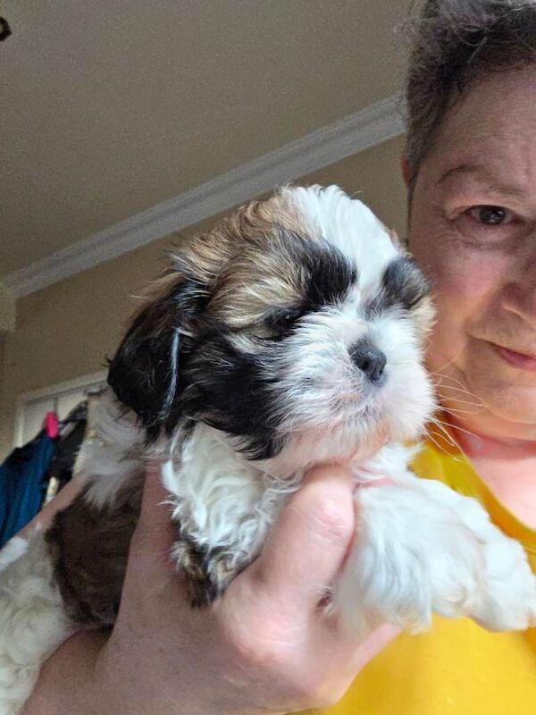 Shih Tzu Puppies - Image 4 of 5