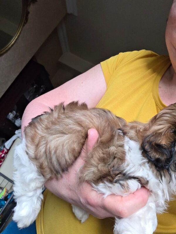 Shih Tzu Puppies - Image 5 of 5