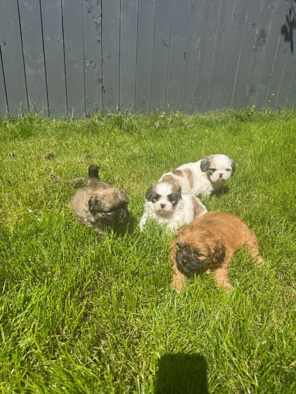 Shih tzu puppies