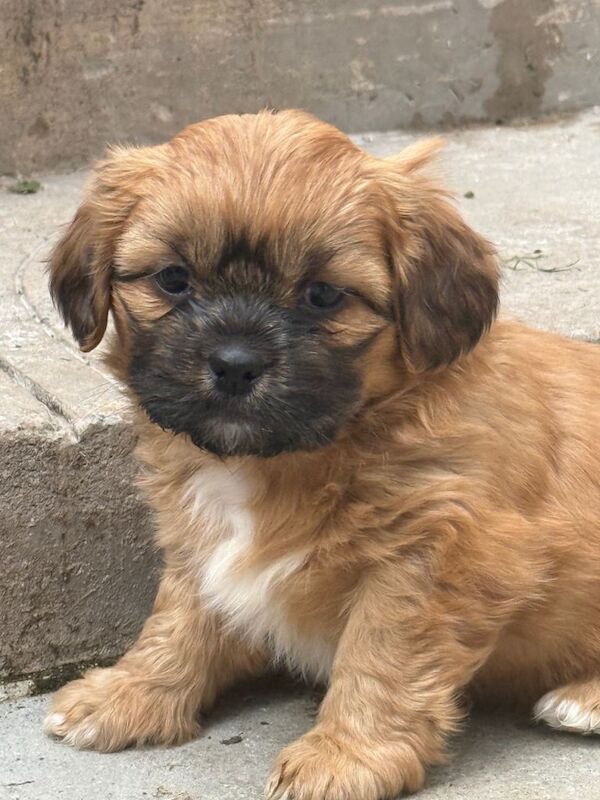Shih tzu puppies - Image 2 of 3