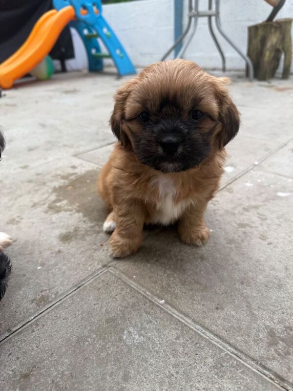 Shih tzu puppies - Image 3 of 3