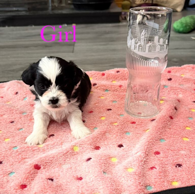 Shih Tzu puppies