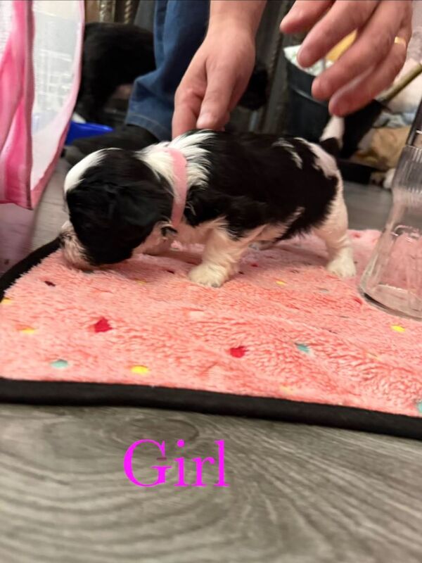 Shih Tzu puppies - Image 2 of 6