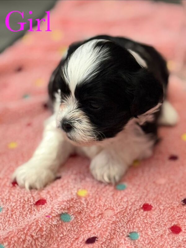 Shih Tzu puppies - Image 3 of 6