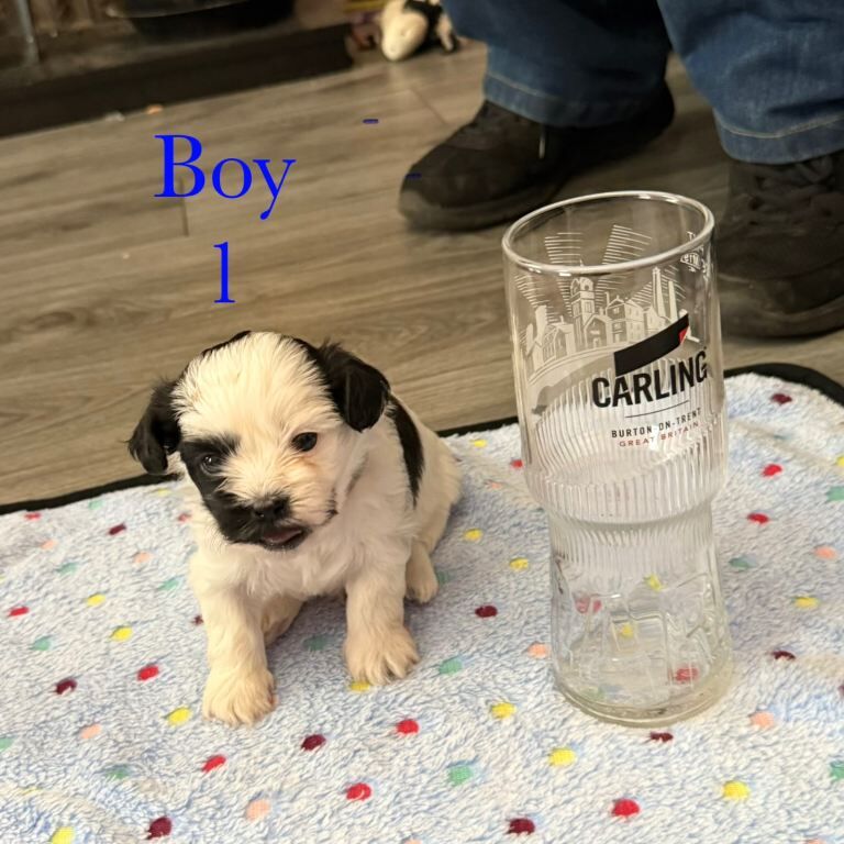 Shih Tzu puppies - Image 4 of 6