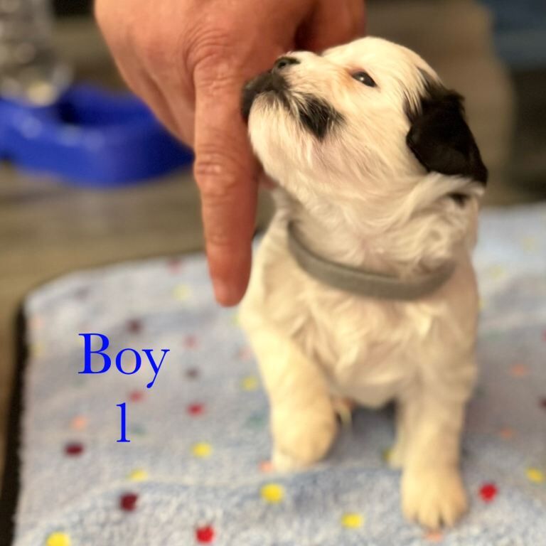 Shih Tzu puppies - Image 5 of 6
