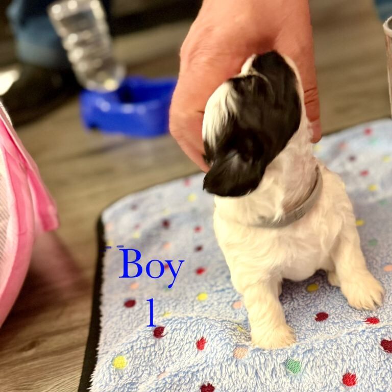 Shih Tzu puppies - Image 6 of 6