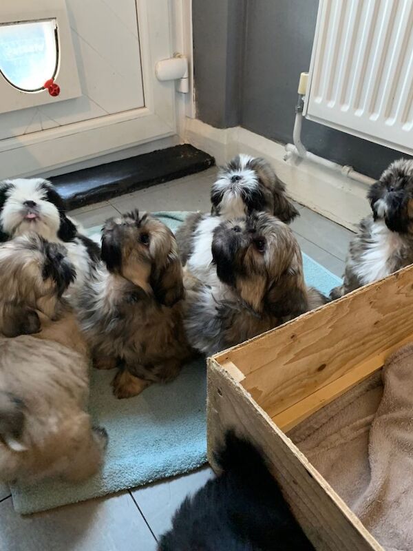 Shih Tzu Puppies For Sale Under £1,000