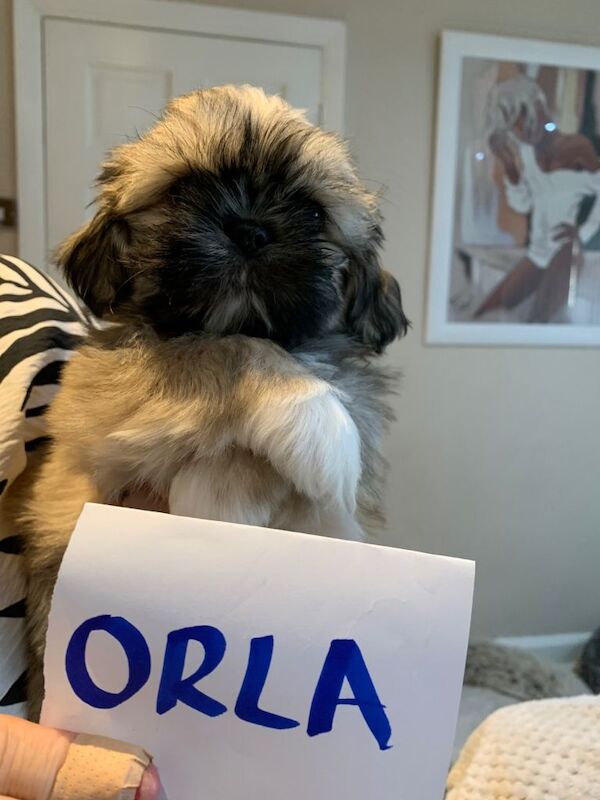 Shih tzu puppies - Image 2 of 6