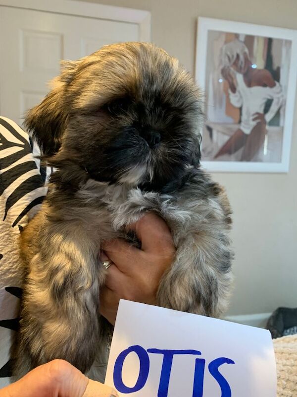 Shih tzu puppies - Image 3 of 6