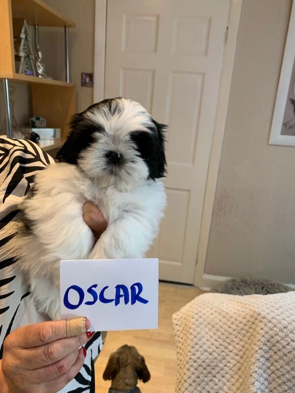 Shih tzu puppies - Image 4 of 6