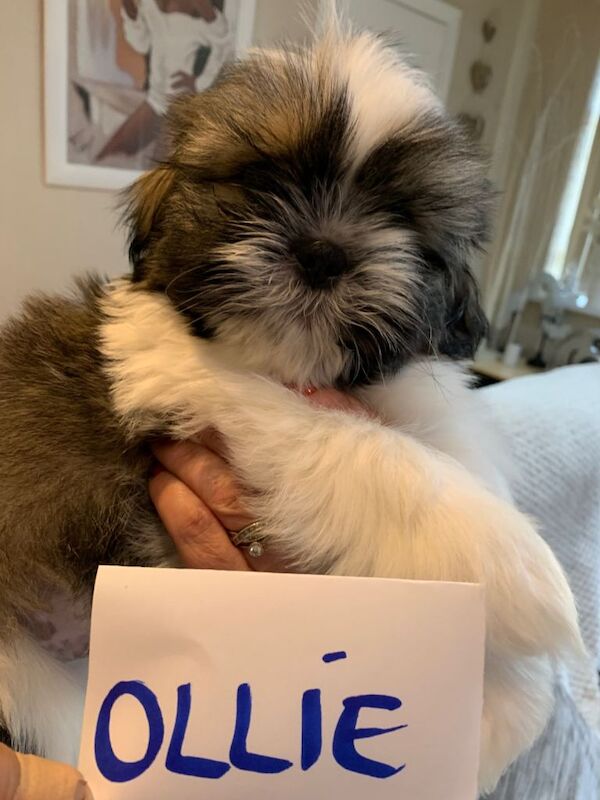 Shih tzu puppies - Image 5 of 6