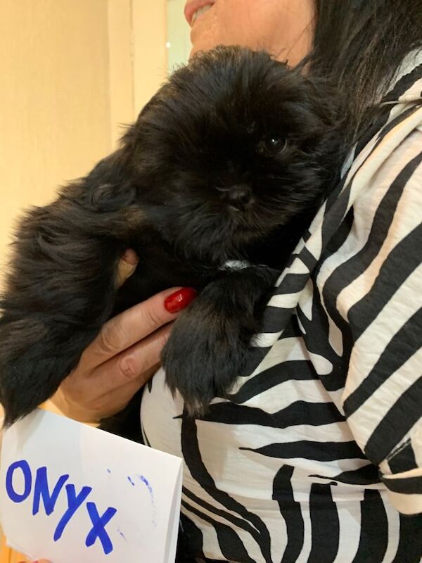 Shih tzu puppies - Image 6 of 6