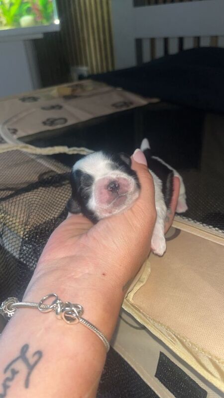 Shih Tzu puppies