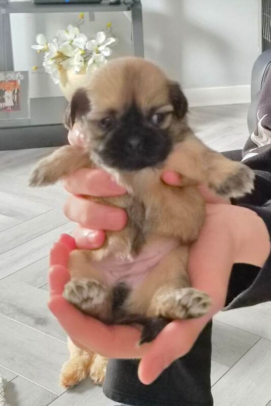 Shih Tzu Puppies For Sale