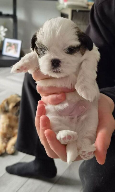 Shih tzu puppies - Image 2 of 3