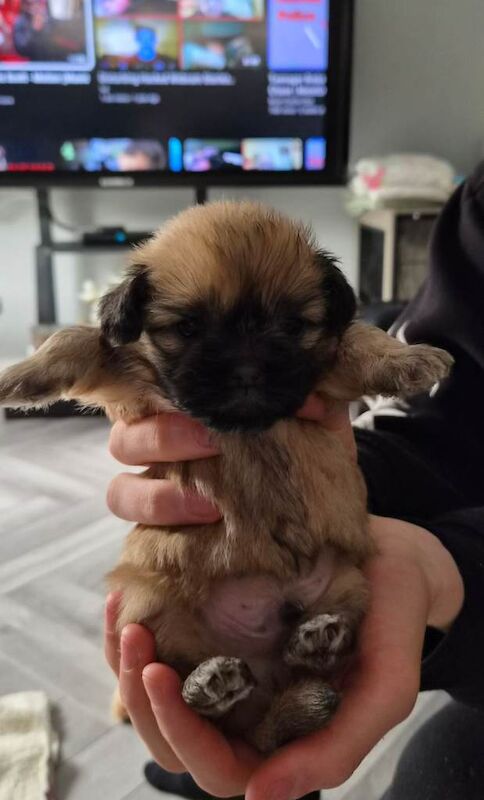Shih tzu puppies - Image 3 of 3
