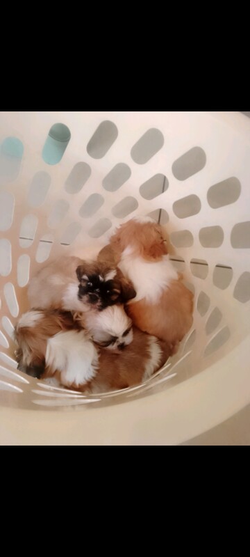 Kennel Club Registered Shih Tzu Puppies For Sale