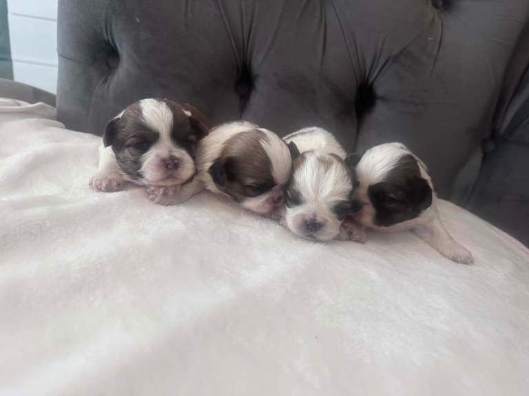 Shih Tzu puppies