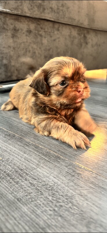 Shih Tzu puppies