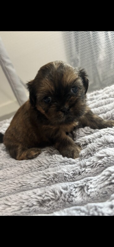 Shih Tzu puppies - Image 2 of 5
