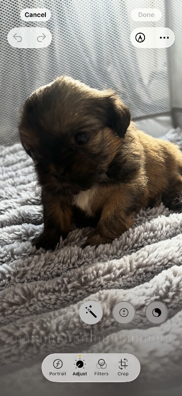 Shih Tzu puppies - Image 3 of 5