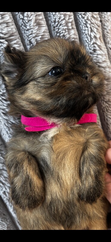 Shih Tzu puppies - Image 4 of 5