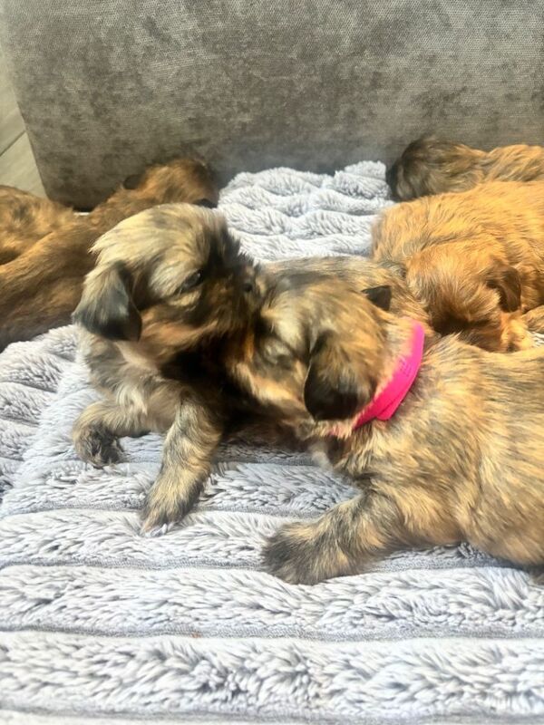 Shih Tzu puppies - Image 5 of 5