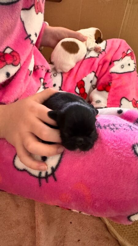 Shih Tzu puppies for sale in Shrewsbury, Shropshire – KC registered, 1 week old