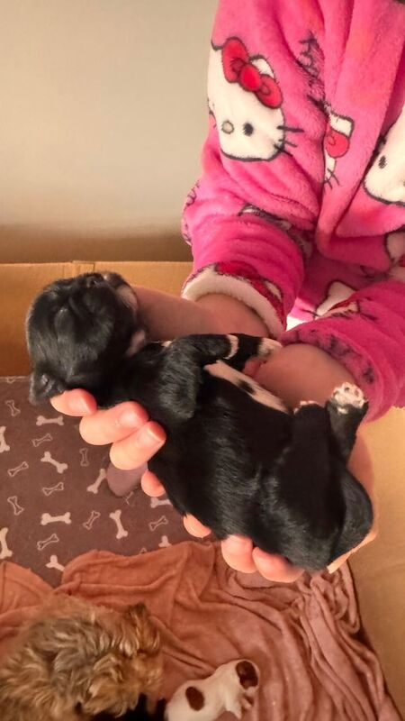 Shih Tzu puppies for sale in Shrewsbury, Shropshire – KC registered, 1 week old - Image 2 of 5