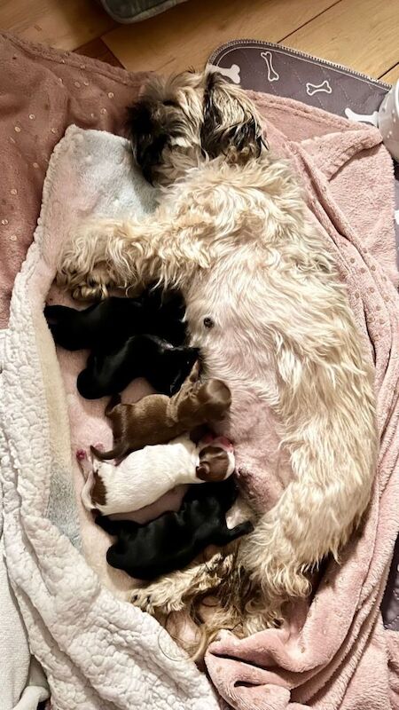 Shih Tzu puppies for sale in Shrewsbury, Shropshire – KC registered, 1 week old - Image 3 of 5