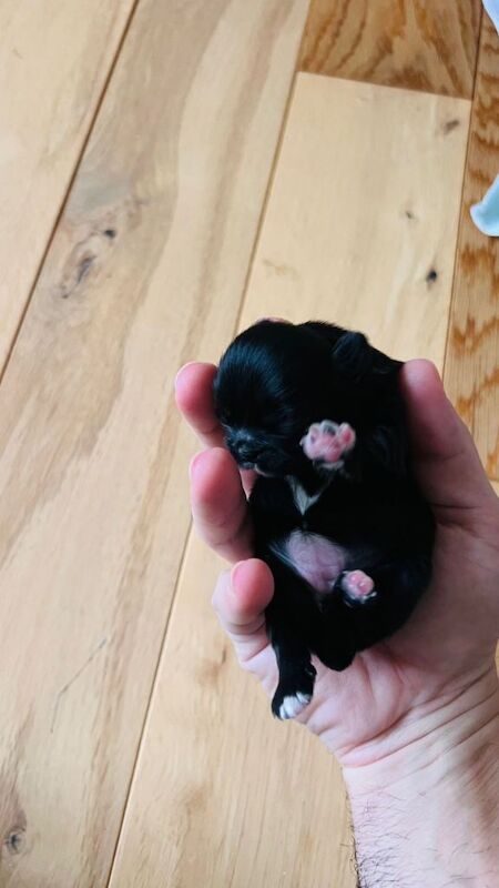 Shih Tzu puppies for sale in Shrewsbury, Shropshire – KC registered, 1 week old - Image 4 of 5
