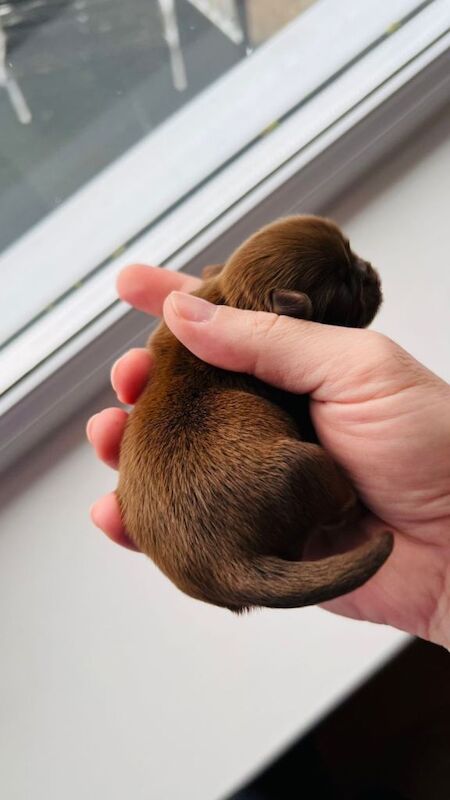 Shih Tzu puppies for sale in Shrewsbury, Shropshire – KC registered, 1 week old - Image 5 of 5