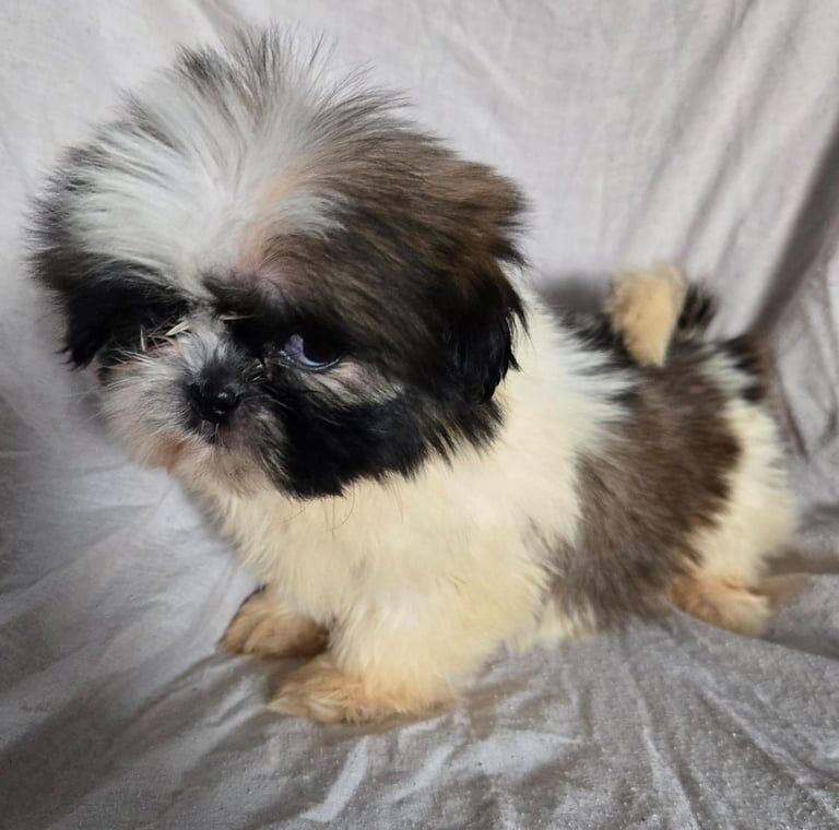 Shih Tzu Puppies for sale in Tipton, West Midlands