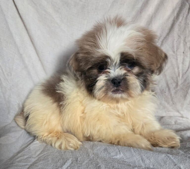 Shih Tzu Puppies for sale in Tipton, West Midlands | Image 2