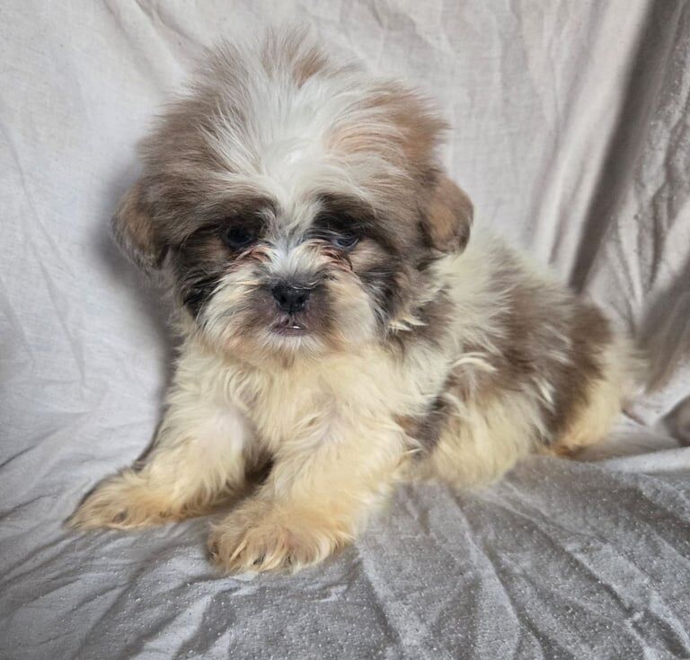 Shih Tzu Puppies for sale in Tipton, West Midlands | Image 3