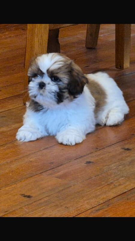 Shih Tzu puppies for sale in Newry, County Armagh – 7 weeks old